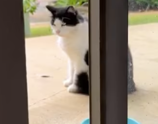 moment he begs pets (PART 2)