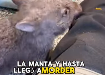 A1602039 I saw a frozen wombat by the roadside, with its baby inside (PART 2)