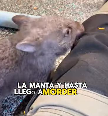 A1602039 I saw a frozen wombat by the roadside, with its baby inside (PART 2)