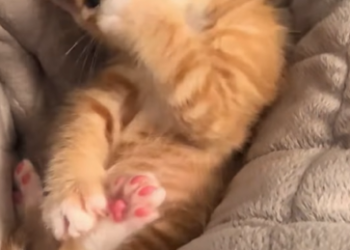 A1602038 I heard a cat meowing under the car and spotted him, then (PART 2)