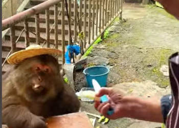 A1602036 Fifteen years ago, she saved its life; fifteen years later, it has spent its entire life by her side (PART 2)