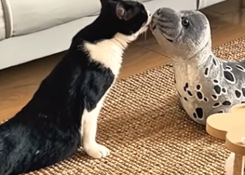 A1602035 A paralyzed cat wandered onto a busy street (PART 2)