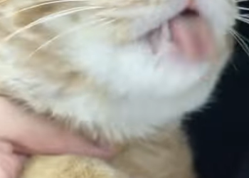 A1602034 A dirty cat was looking at the woman through the window, but when it approached, it became arrogant (PART 2)