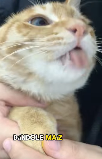 A1602034 A dirty cat was looking at the woman through the window, but when it approached, it became arrogant (PART 2)