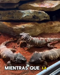 A1602023 This animal that seems to be gnawing on its own tail is actually an armadillos (Part 2)