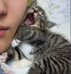 A1602026 A very thin cat was playing in front of the house; its bones were clearly visible, and it looked pit (Part 2)