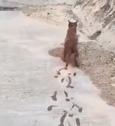 A1602027 A cat accidentally fell into the river while foraging for food and was exhausted from being tossed a (Part 2)