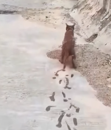 A1602027 A cat accidentally fell into the river while foraging for food and was exhausted from being tossed a (Part 2)