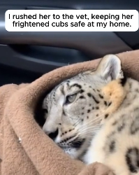 The Cubs Begged Him To Save Their Mom (Part 2)