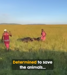 How adorable they run off together like friend (Part 2)