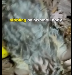 woman deserves medal (Part 2)