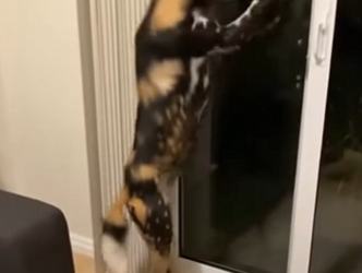 O0405003 Este Pero Salvaje Salvó Su Cachorro (Parte 2)