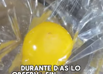 A1602028 The stray puppy stayed close to the meat stall, refusing to leave (Part 2)