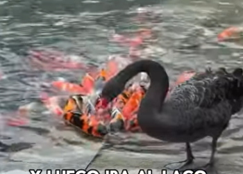A1602029 The swan kept a group of goldfish as pets (Parte 2)