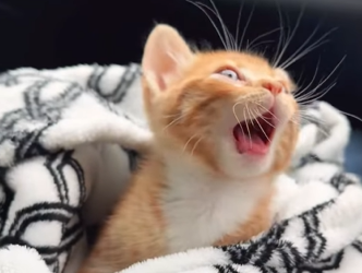 A1602030 He climbed the steps just to drink dirty water, and if someone touched him, he would expose his bell (Part 2)