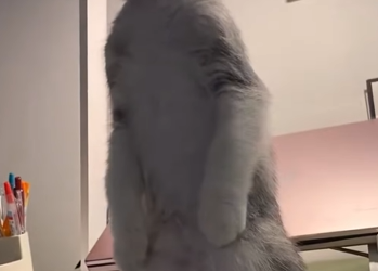 A1602031 The cat made him strong and beautiful, but one day, he lost everything (Parte 2)