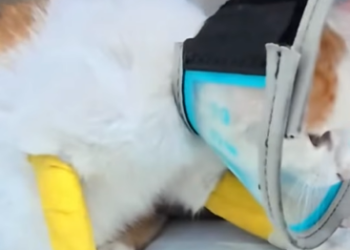 A1602032 I saw a cat being dragged by a dog, gradually losing its strength (Part 2)