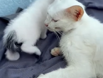 A1602033 The man found a dehydrated mother cat and her kittens and took them to an open area (Parte 2)