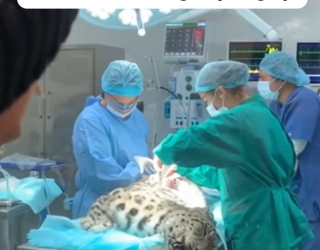 The Cubs Begged Him To Save Their Mom (Part 2)