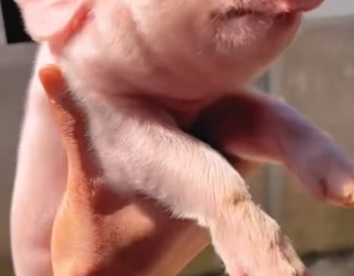 A mother pig abandoned her two newborn piglets.The poor little piglets were barely clinging to life (Part 2)