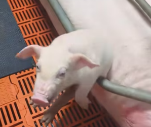 I saw a little piglet that had been pushed into the fence by its mother and got stuck I saved it and (Part 2)