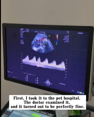 R2402001 I found a cat abandoned in a trash can. It was so pitiful that I decided to take it away, and then (Part 2)