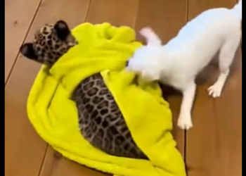 O0405002 Adopté Este Leopardo Esto Pasó (Parte 2)