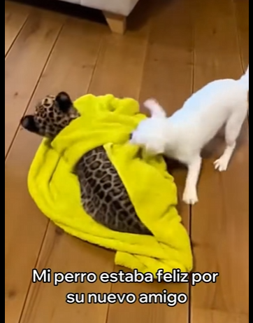 O0405002 Adopté Este Leopardo Esto Pasó (Parte 2)