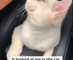 R2402004 I spotted a cat hiding in the middle of the road. I stopped the car and walked toward it, and then (Part 2)