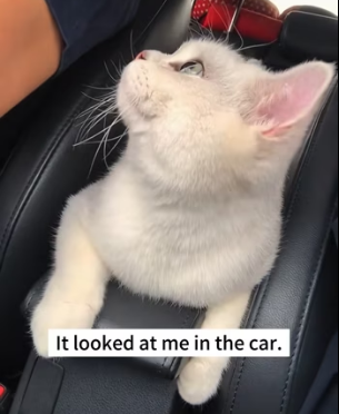 R2402004 I spotted a cat hiding in the middle of the road. I stopped the car and walked toward it, and then (Part 2)