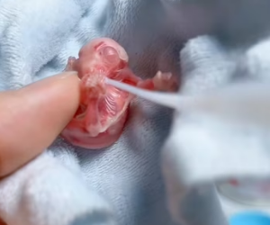 R2402007 I found two strange creatures in the grass,adopted them,and when they grew up (Part 2)