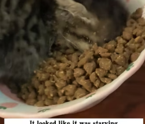 R2402005 I found an abandoned kitten in the derelict factory building, and it looked at me pitifully, and the (Part 2)