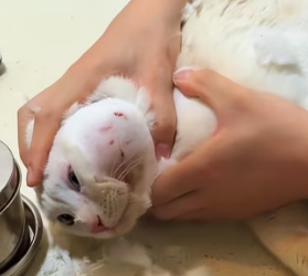 R2402008 I saw a cat lying in the middle of the road and thought she was gone, but then we saw her move,and then (Part 2)