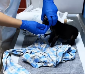 R2402010 I saw a little dog whose fur was almost all gone, and tears were welling up in its eyes (Part 2)