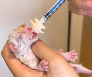 R2402011 A small creature had stopped breathing, and everyone thought it wouldn’t survive, but I didn’t give (Part 2)