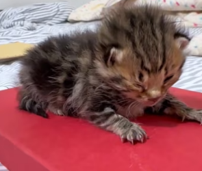 R2402003 This newborn cub is facing death (Part 2)