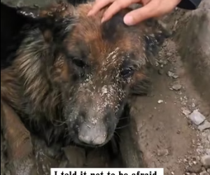 R2402002 I found a dog trapped in a sewer drain. It looked pitifully at the passers-by. I stopped and decided (Part 2)