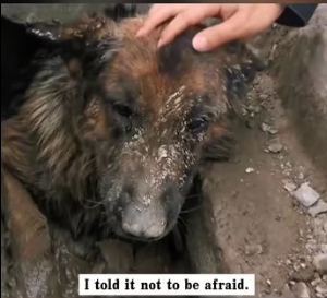 R2402002 I found a dog trapped in a sewer drain. It looked pitifully at the passers-by. I stopped and decided (Part 2)