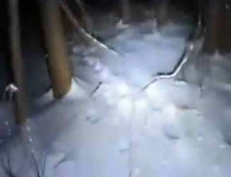 O0405009 Esta Madre Osa Salvó Su Cría (Parte 2)