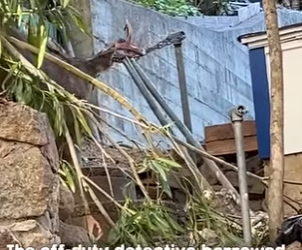 I2402001 Poor thing (Part 2)