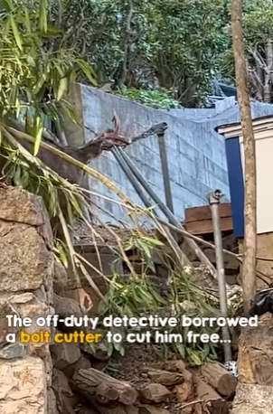 I2402001 Poor thing (Part 2)