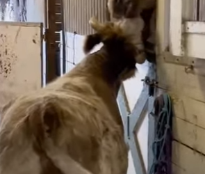 I2402003 He just wants to be friends (Part 2)