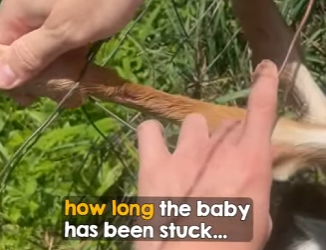 I2402009 Thank you, kind sir! (Part 2)