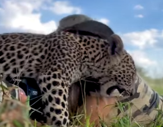 I2402007 Wildlife mom (Part 2)