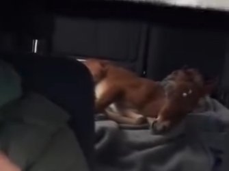 O0405004 Este Caballo Se Convirtió En Mi Mejor Amigo (Parte 2)