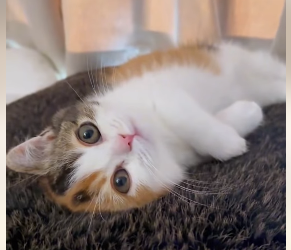 A1602041 On a rainy day, a mother cat placed her kittens in my hand and left (Parte 2)