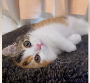 A1602041 On a rainy day, a mother cat placed her kittens in my hand and left (Parte 2)