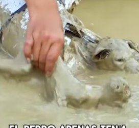 The cries drew me here, where I found cats and dogs with their hands and feet bound, left in the fie (Part 2)