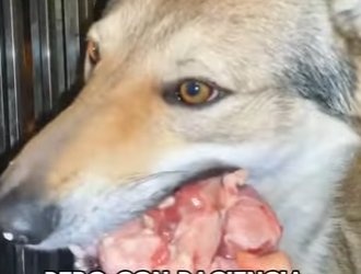 A2402004 A man rescued a wolf cub (Parte 2)