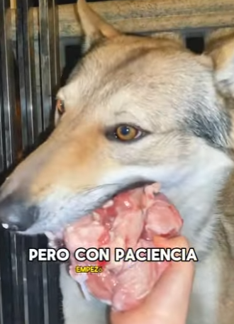 A2402004 A man rescued a wolf cub (Parte 2)